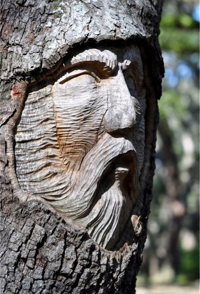 Американский скульптор Keith Jennings вырезает лица на пнях и высохших деревьях. Ее работы символизируют идею о том, что у всего живого на планете есть душа.