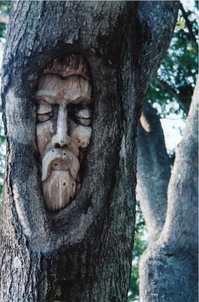 Американский скульптор Keith Jennings вырезает лица на пнях и высохших деревьях. Ее работы символизируют идею о том, что у всего живого на планете есть душа.