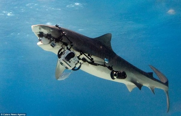 Акула похитила камеру у дайвера
