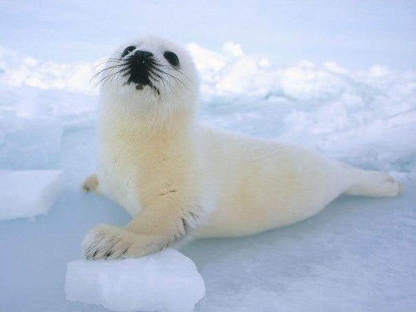 Невероятно общительный детеныш гренландского тюленя...