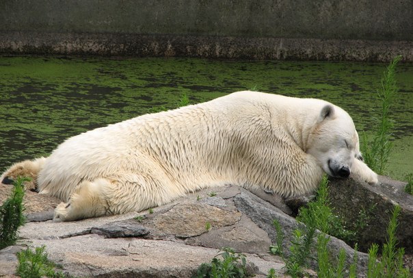 Спящий белый медведь в Берлинском зоопарке.
