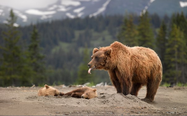 "Мама дразнит медвежат", Аляска...
