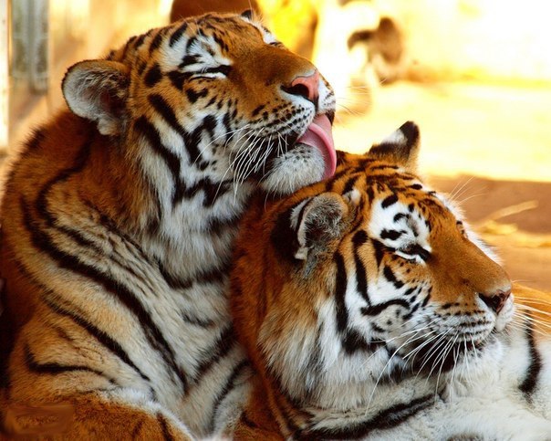 Тигры в зоопарке Денвера