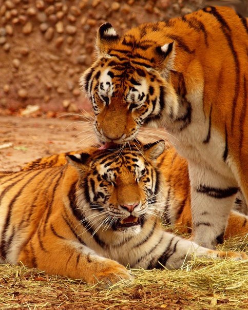 Тигры в зоопарке Денвера