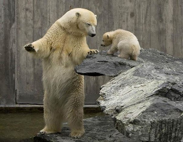 Воспитание по-немецки. Белая медведица Коринна как будто ругает своего детеныша Уилбаэра, указывая лапой на место его проделок. Зоопарк Штутгарта. 
