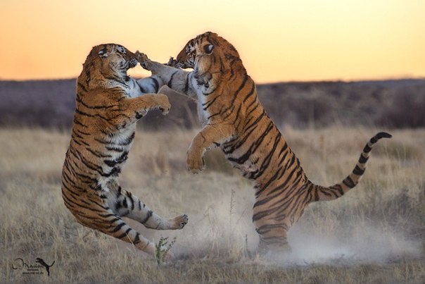 Битва тигров. Южная Африка