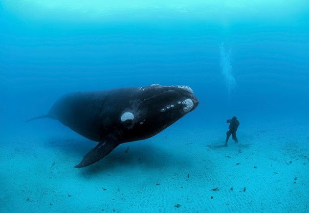 «На свидании с китом». 