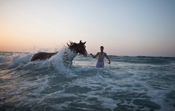 Палестинец купает свою лошадь в Средиземном море, Сектор Газа