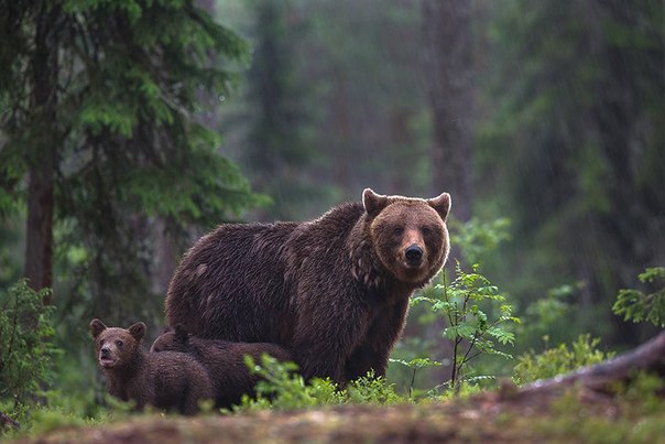 Семья бурых медведей. Финляндия