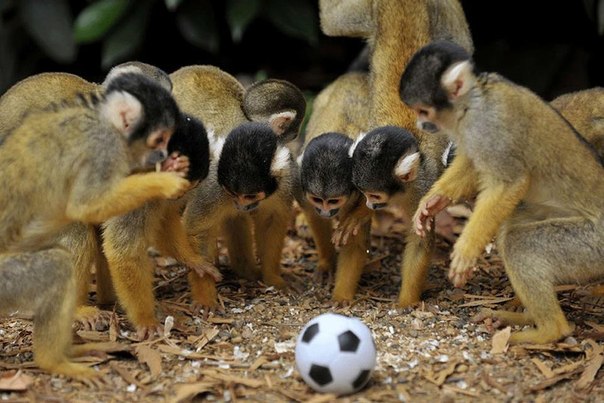 Боливийские беличьи обезьянки собрались вокруг футбольного мячика во время фотосессии в Лондонском зоопарке.