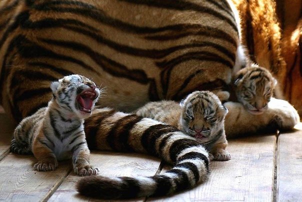 Три сибирских тигренка рядом со своей мамой в Харбине. Эти милые существа должны помочь сохранить минимальную популяцию этого редкого красивого вида.