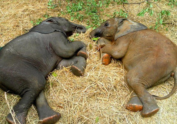 «Тихий час». Слонята Суни и Замбези отдыхают после обеда. Об этих малышах заботятся в «детском доме» для слонов в Замбии. Участники проекта по спасению осиротевших слонят выхаживают и возвращают слонов в их естественную среду обитания.