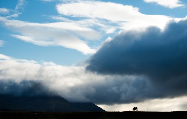 Лошадь пасется недалеко от поселка Блёндюоус, северная Ирландия. 