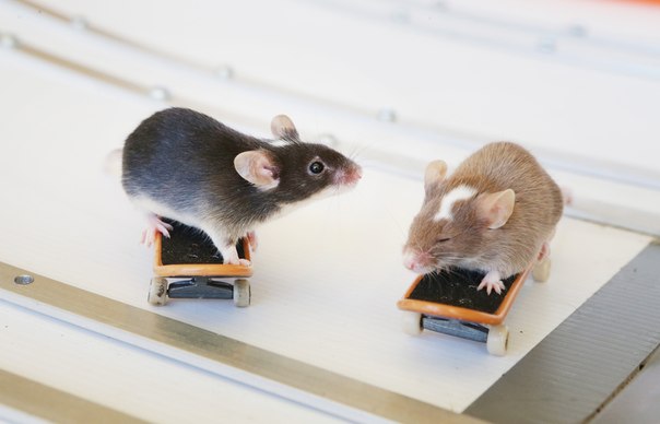 Ручные мышки на скейтбордах