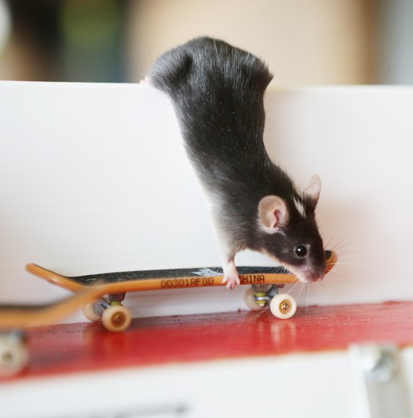 Ручные мышки на скейтбордах