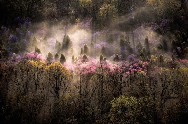 Цветущие деревья на холмах в штате Вирджиния, США