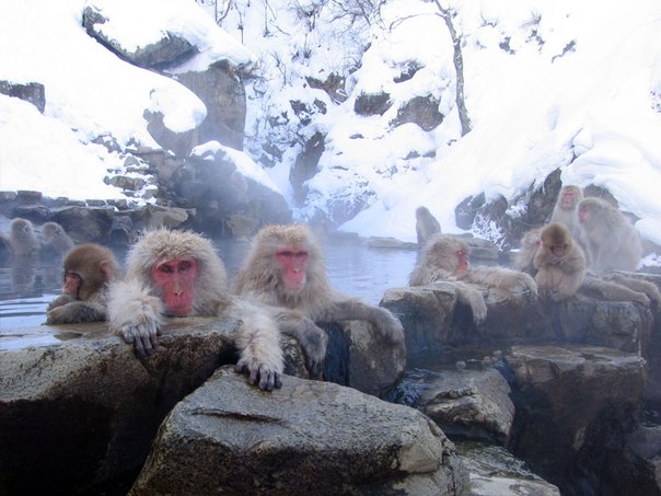 Японские макаки купаются в горячем источнике в Долина ада в префектуре Нагано, Япония.