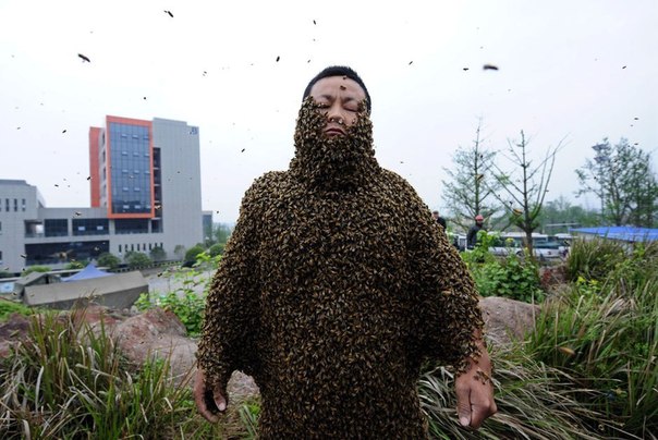 Китайский пчеловод Шэ Пин 18 апреля 2012 г. побил мировой рекорд по покрытию своего тела пчёлами: ему удалось приманить 33,1 кг пчёл.