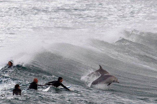 Серферы ждут волну в компании дельфинов, пляж Бонди, Сидней.