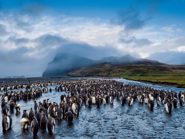 Королевские пингвины, Антарктида 