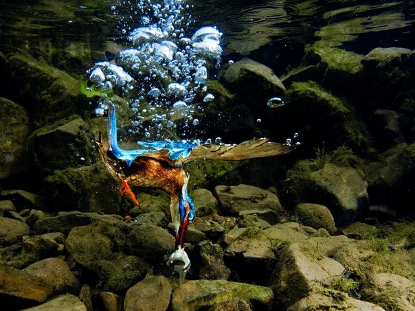 Под водой птицы прикрыты защитной полупрозрачной мембраной. Но прицел зимородка настолько точен, что мембрана не мешает ему ловить рыбу на глубине 1,5 метров. 