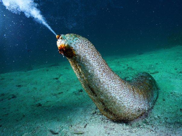 Полуметровая голотурия, родственница морской звезды, выметает в воду тысячи икринок. Так она повышает свои шансы на успешное воспроизводство. 