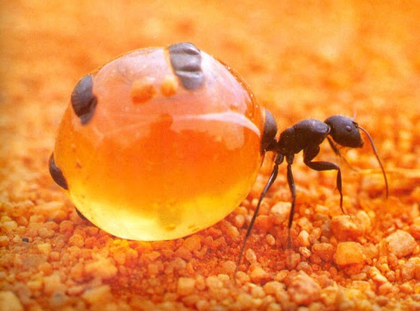 Муравей на фото - это живая кладовая. Таких муравьев, называемых медовыми бочками, их сородичи используют для хранения меда или другой питательной жидкости. Таким необычным образом эта пища хранится на случай, если наступят неблагоприятные времена, и в колонии муравьев не будет хватать еды.