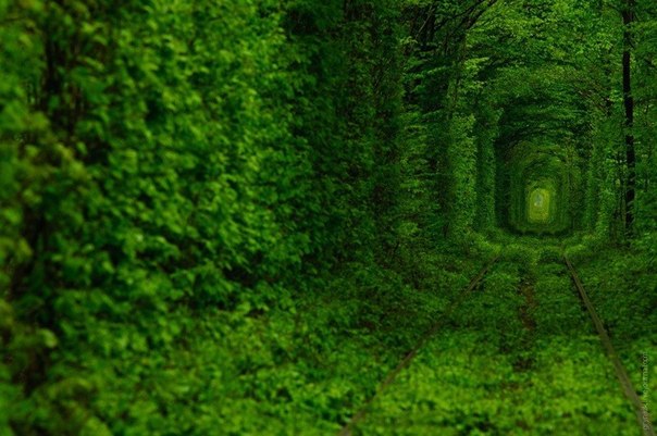 Тоннель любви в городе Клевань, Украина
