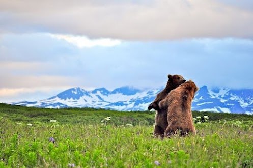 Медведи-подростки, играя, пробуют свои силы в борьбе. На заднем плане - Алеутский хребет, Аляска.