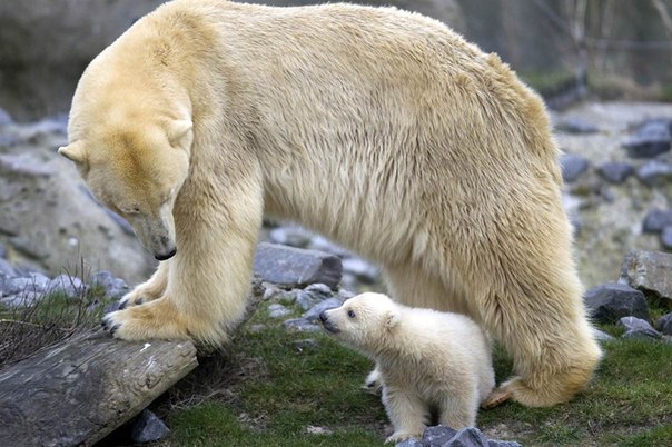 Медвежонок Викс со своей мамой Олинкой в зоопарке Роттердама. 