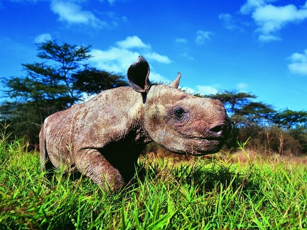 Этому детенышу черного носорога месяц от роду - а весит он уже около 300 килограммов и является полноценным растительноядным жителем саванны.