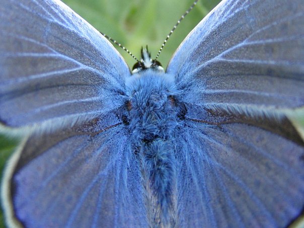 Самец бабочки Голубянка икар (Polyommatus icarus)