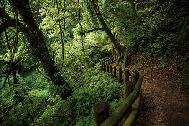 Тропинка в лесу, Тайвань