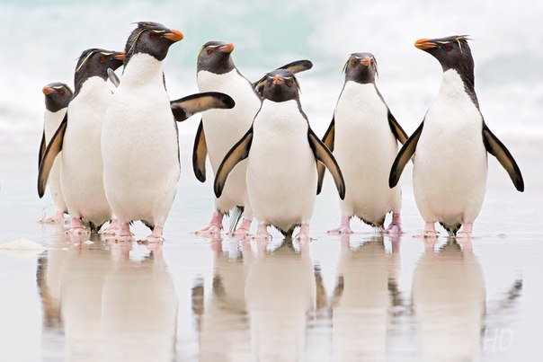 Пингвины, вышедшие из моря, о чем-то беседуют. Фолклендские острова.