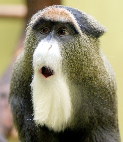 Уникальный вид обезьян Бразза обитает в Центральной Африке – Конго, Заире, Судане. Названы в честь французского исследователя Африки - Пьера Саворньяна Де Бразза. Популяция этого вида насчитывает всего лишь 35 представителей.