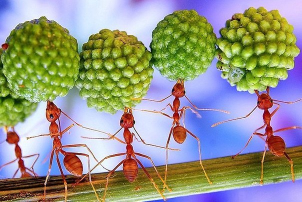 Красные муравьи балансируют с семенами мимозы...