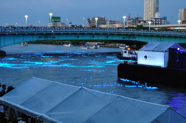 Фестиваль светлячков в Токио (Tokyo Hotaru Festival 2012)
