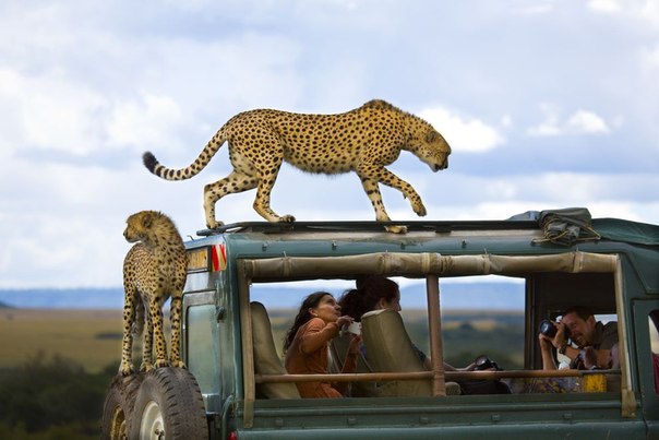 Гепард вскочил на автомобиль туристов в Национальном паре Масаи Мара в Кении. 