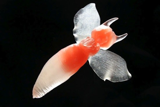 Морской ангел (лат. Clione limacina) — вид брюхоногих моллюсков из отряда Gymnosomata.