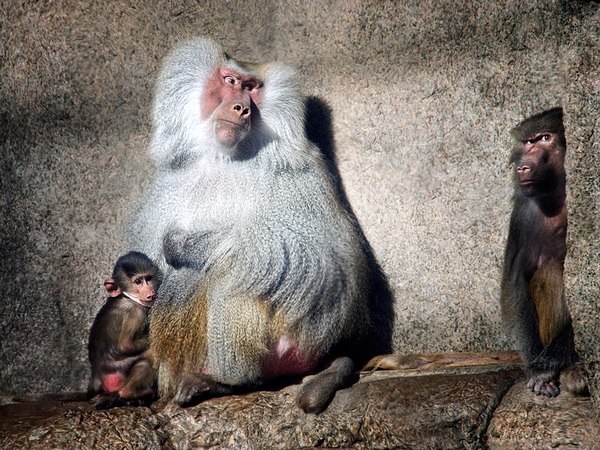 Бабуины в зоопарке Prospect Park, Нью-Йорк, США.