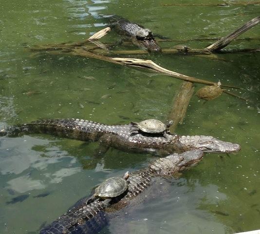 Черепахи на спинах аллигаторов, Техас, США.