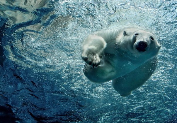 «Одиночное плавание». Снимок белого медведя сделан в Питтсбургском зоопарке. 