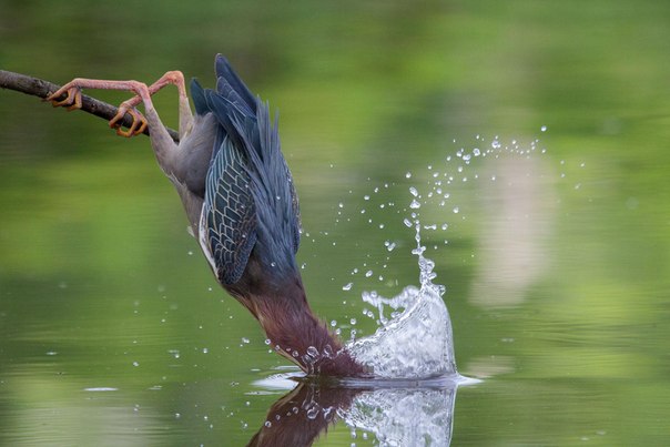 Американская зелёная кваква ловит рыбу. Пасадена, Техас