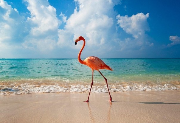 Фламинго гуляет по пляжу курорта Байяибе, Доминиканская Республика