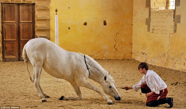 Балетная школа для лошадей