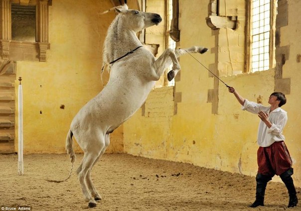 Балетная школа для лошадей