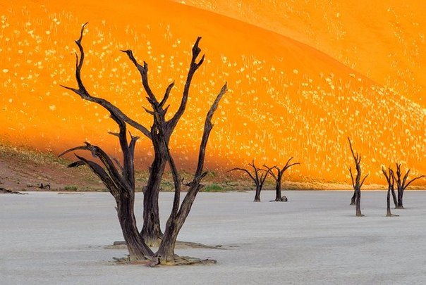 Восход солнца и мертвые деревья плато Соссусфлей, пустыня Намиб. Фото: Christopher R. Gray