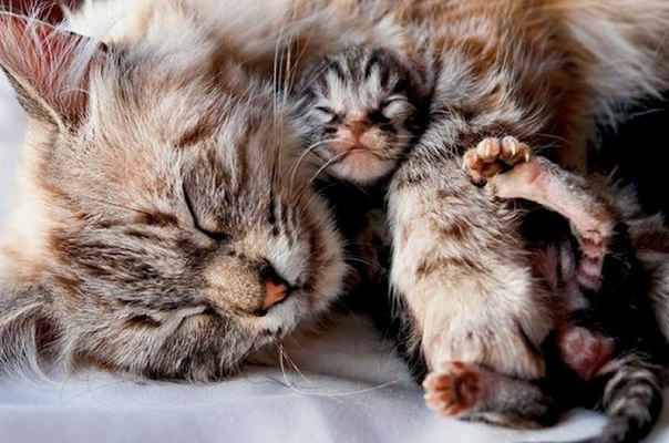 Котята рождаются слепыми и глухими, поэтому их жизнь в течение первых недель жизни полностью зависит от матери, иначе им не выжить. Кошка - идеальная мать, она бесстрашно набросится на любого врага, чтобы защитить свое потомство.