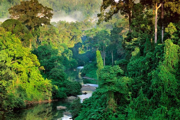 Непроходимые джунгли Борнео, Малайзия