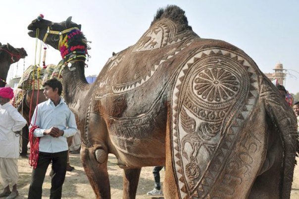 На конкурсе верблюжьих стрижек в Биканере, Индия.